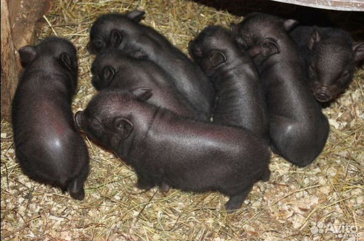 Поросята вислобрюхие