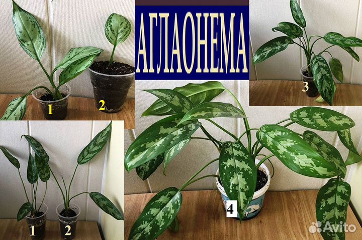 Абутилон,зантоксилум,аглаонем,монстер,бугенв,фикус