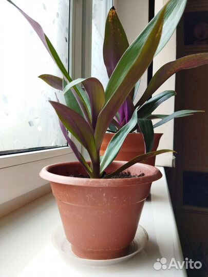 Традесканция рео. Комнатные цветы