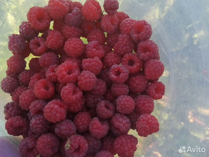 Малина 5л Собрана час назад. Киселевка