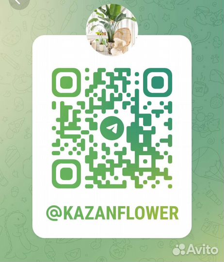 Цветы Калатея white fusion