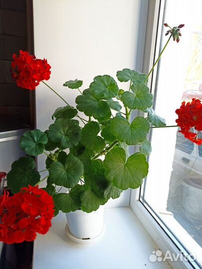 Герань пеларгония красная