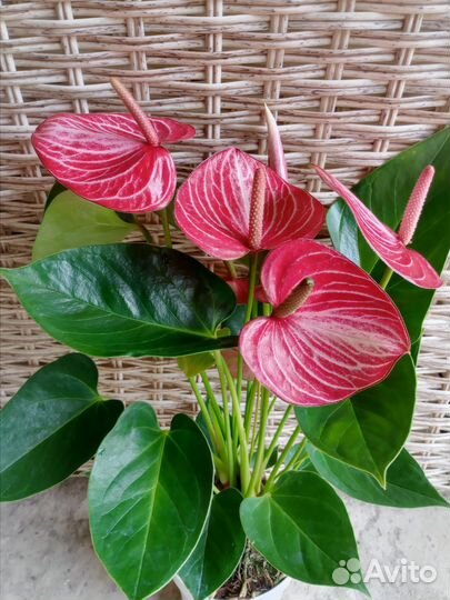 Антуриум Ливиум Рэд