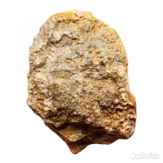 Морская лилия Zeacrinites, США / Окаменелости