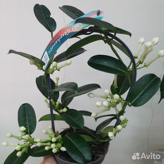 Стефанотис