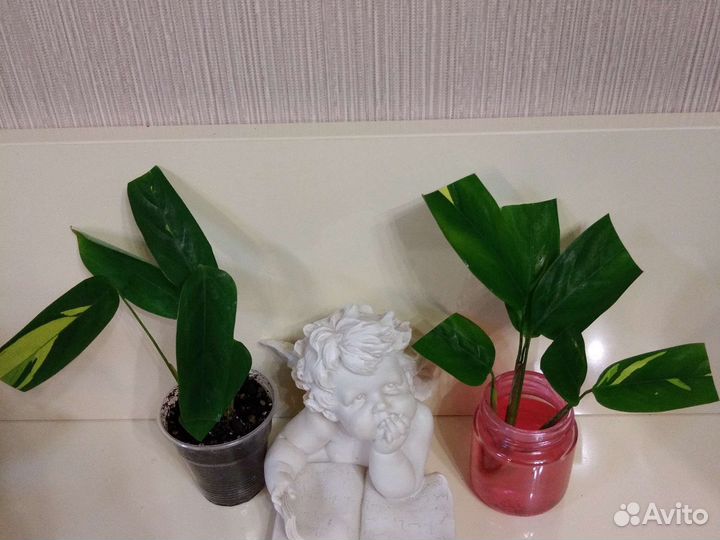 Марантовые