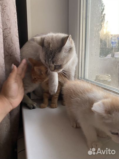 Кошки породистые бесплатно