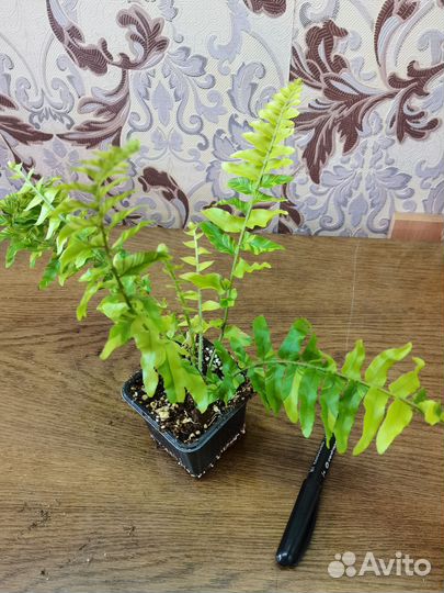 Комнатные растения