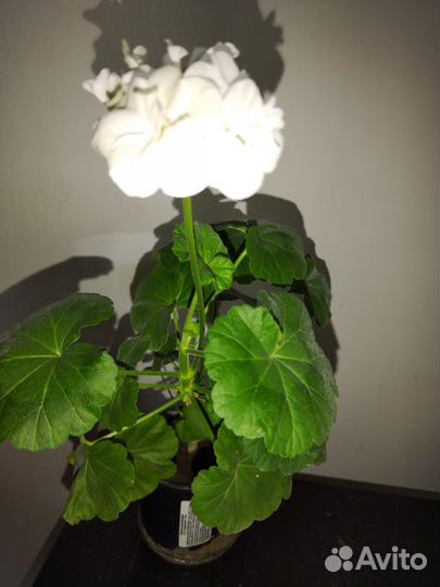 Пеларгония герань