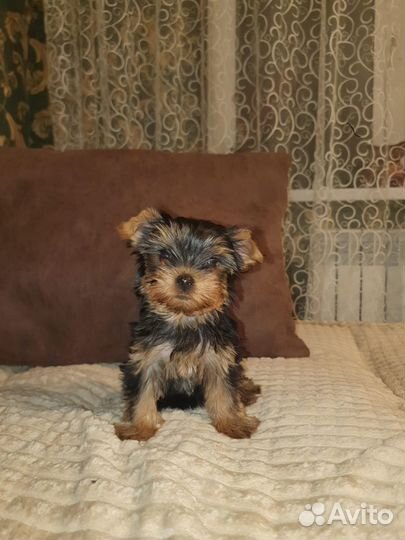 Йоркширский терьер