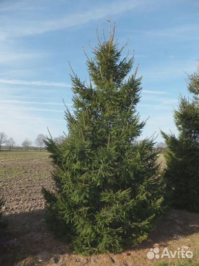 Ель обыкновенная