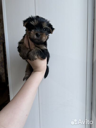 Щенки йорка