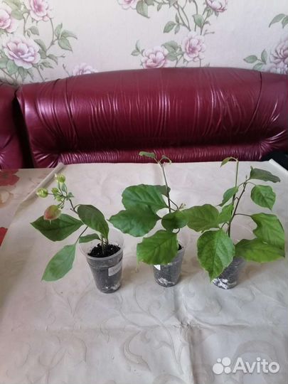 Комнатные цветы