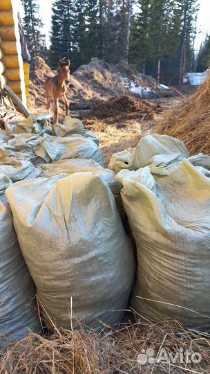 Конский навоз