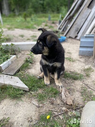 Собака в добрые руки щенки лайки, сучки