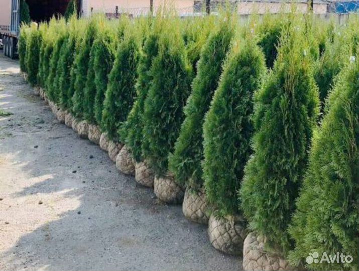 туя 200. 1. туи реклама. туя 200. приживаемость туй в процентах.