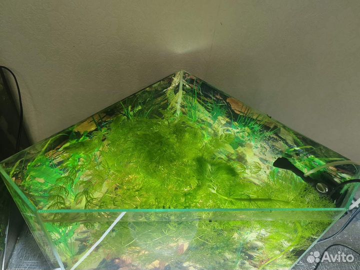 Аквариум 38 литров, термо регулятор, фильтр, декор