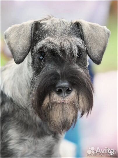 Высокопородные щенки цвергшнауцера