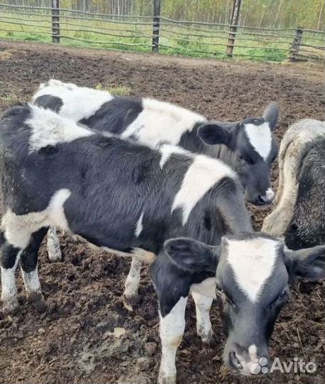Бычки, телята 3 месяца