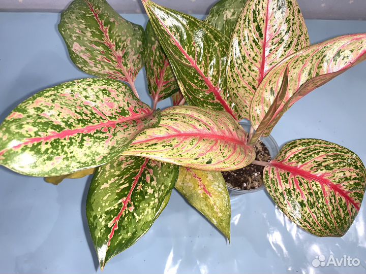 Аглаонема Platinum Karat в наличие