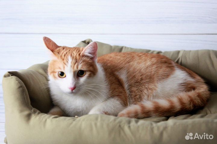 Котики бесплатно