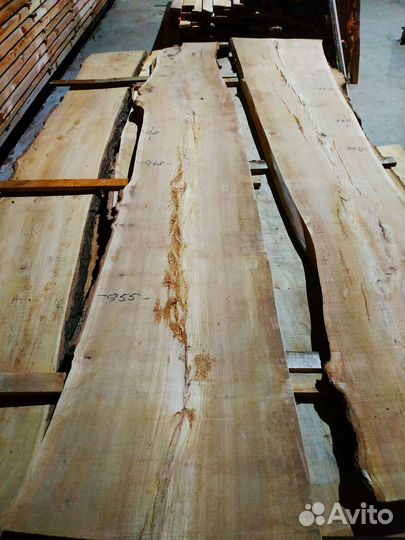 Слэбы Кавказского Карагача высушены