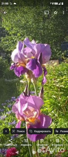 Ирисы бородатые