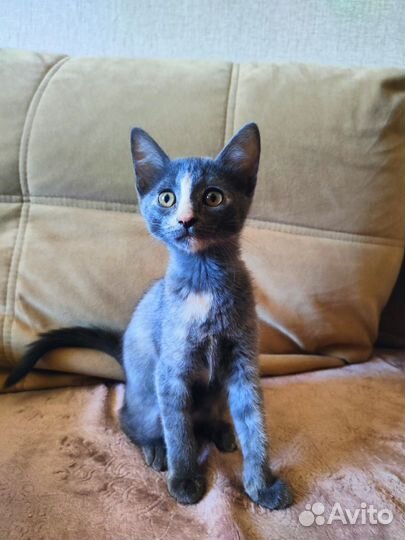 Котенок 3 месяца