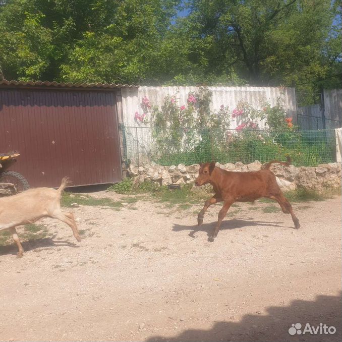 Бычок бычки телята теленок