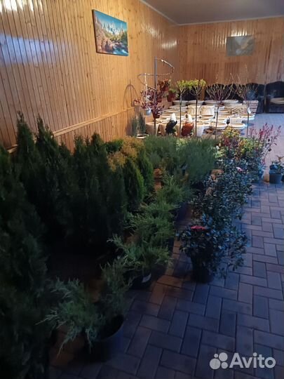 Растения цветы для сада