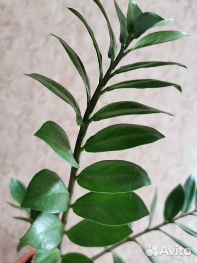 Замиокулькас ланцетовидный