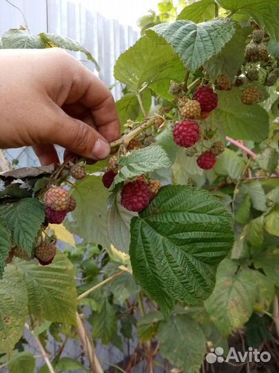 Ремонтантная малина