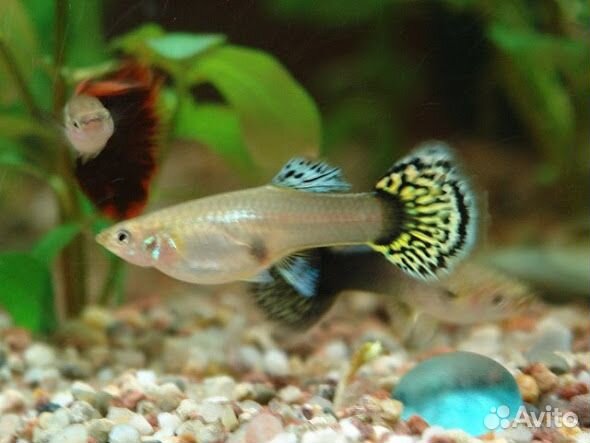 Рыбки гуппи