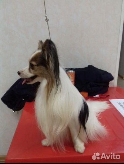 Папийон