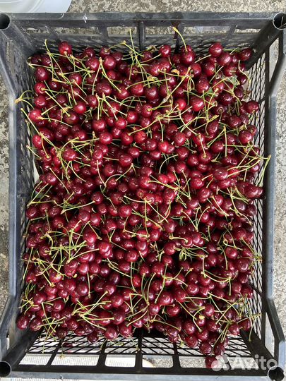 Черешня экологически чистая