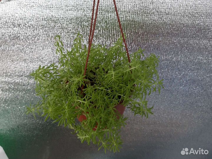 Очиток комнатный (седум)