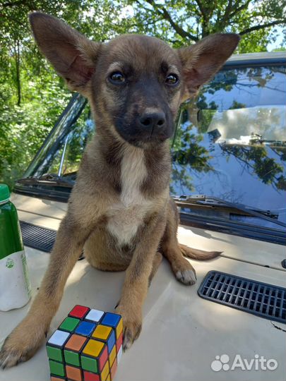 Девочка 2 месяца. Будет до 12 кг