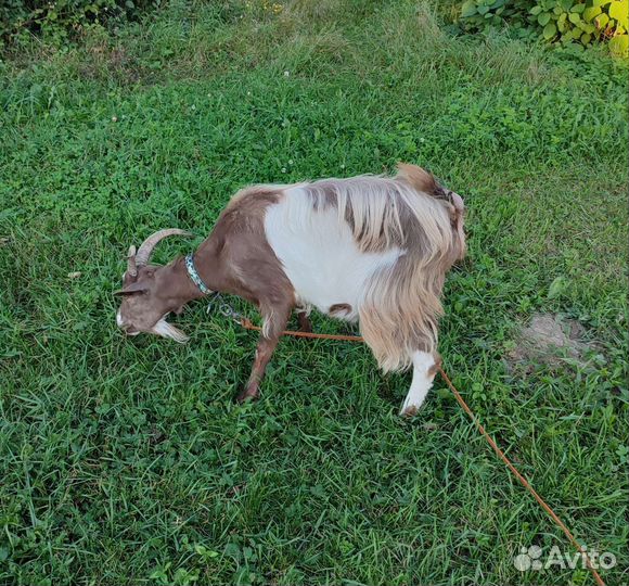 Молодые козы