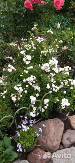 Роза мультифлора