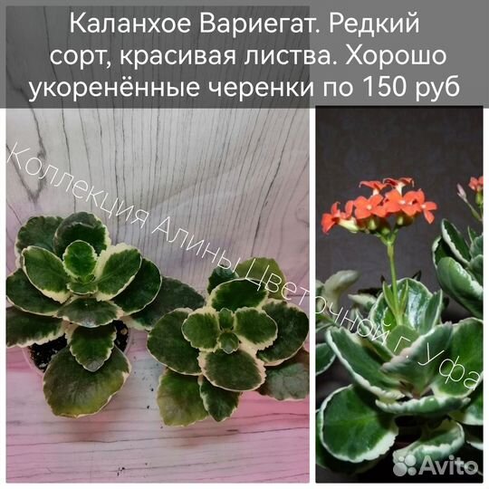 Пентасы,Кроссандры, хойи