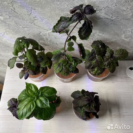 Рассада трав и растений