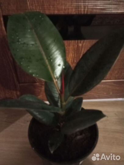 Цветы комнатные