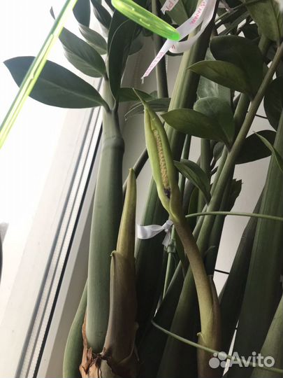 Замиокулькас