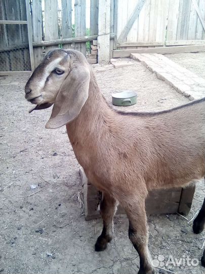 Козлик нубийский