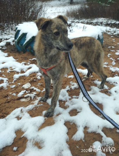 Ищет дом не крупная Собака Ханна