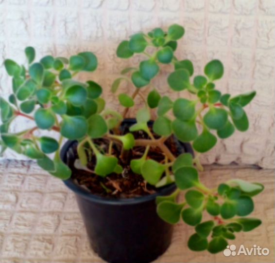 Комнатные растения