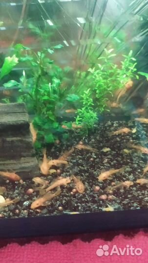 Продам сомиков Супер ред