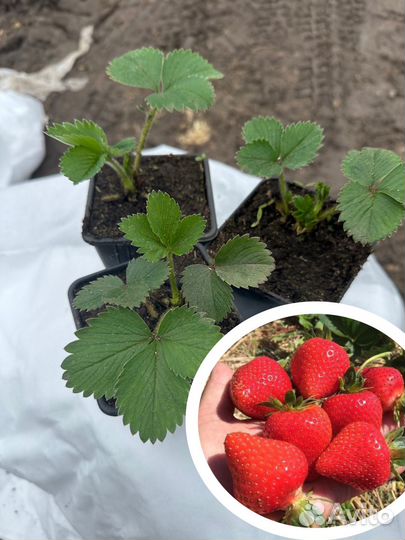 Клубника Априка