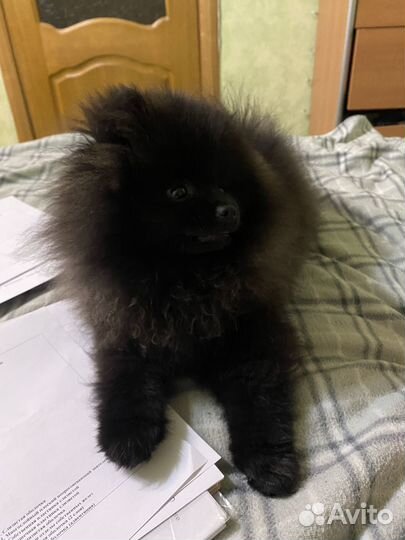 Передержка