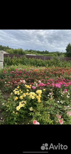 Кустовые розы оптом